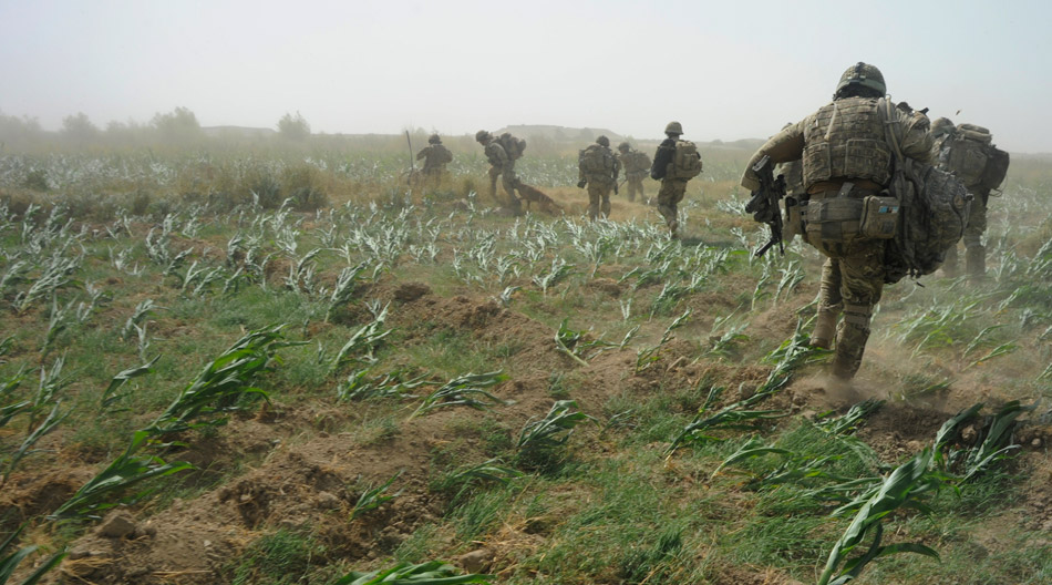 Jungle-of-Corn